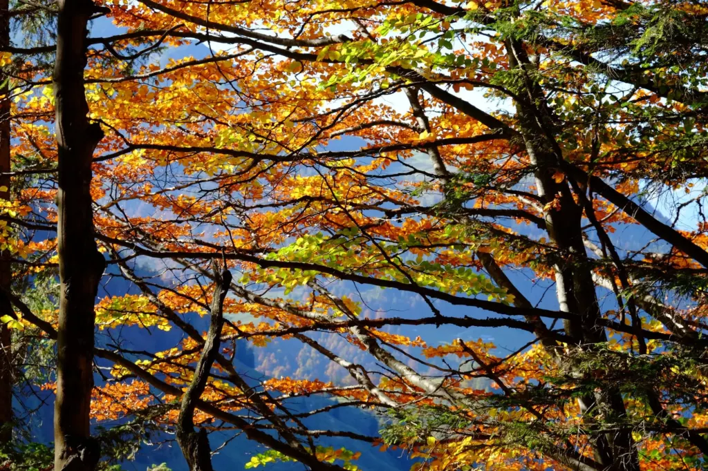 Paysage automnal en Suisse : forêts dorées et montagnes au coucher du soleil