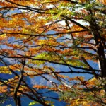 Paysage automnal en Suisse : forêts dorées et montagnes au coucher du soleil