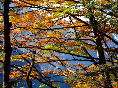 Paysage automnal en Suisse : forêts dorées et montagnes au coucher du soleil